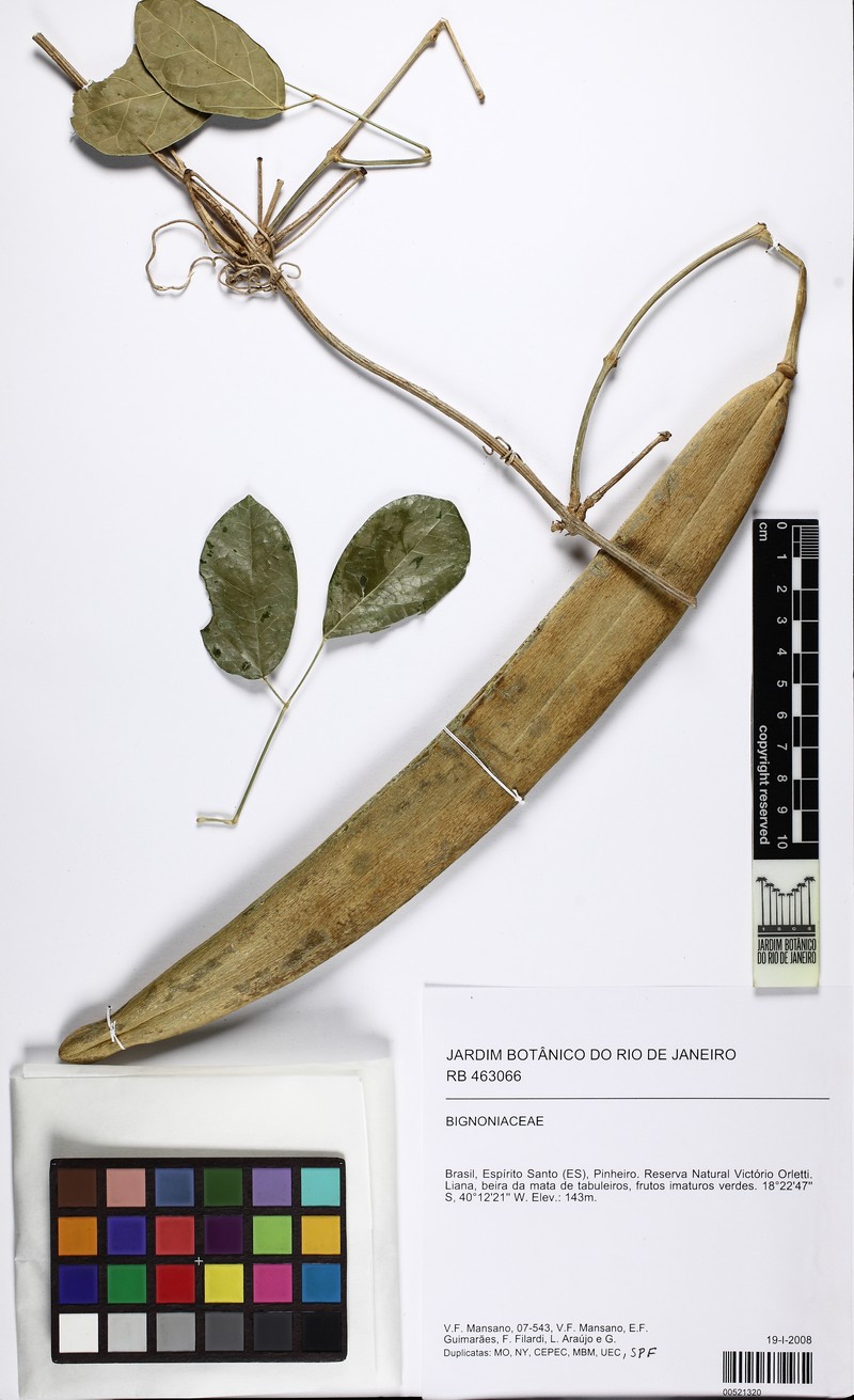 Adenocalymma albiflorum photo 8