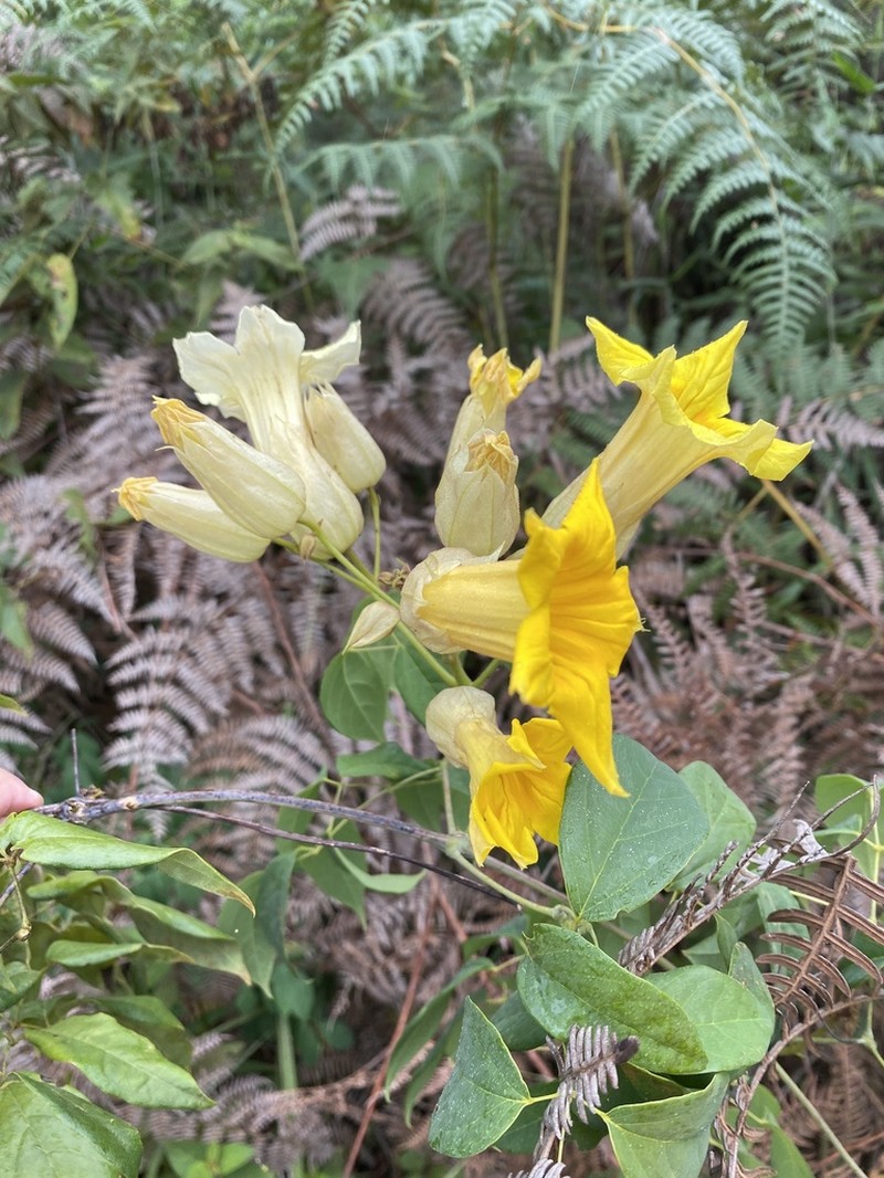Adenocalymma alboaurantiacum