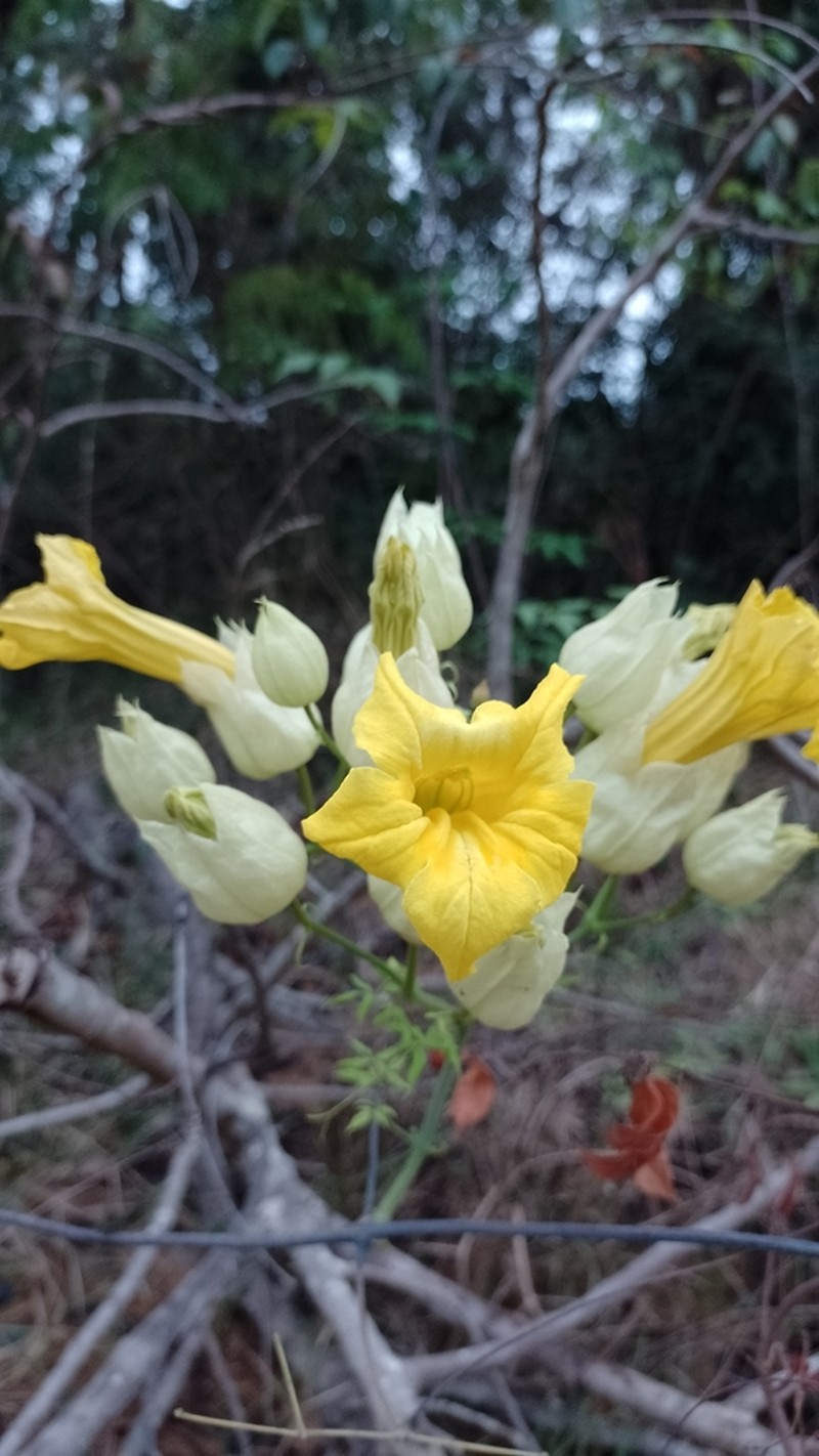 Adenocalymma alboaurantiacum photo 2