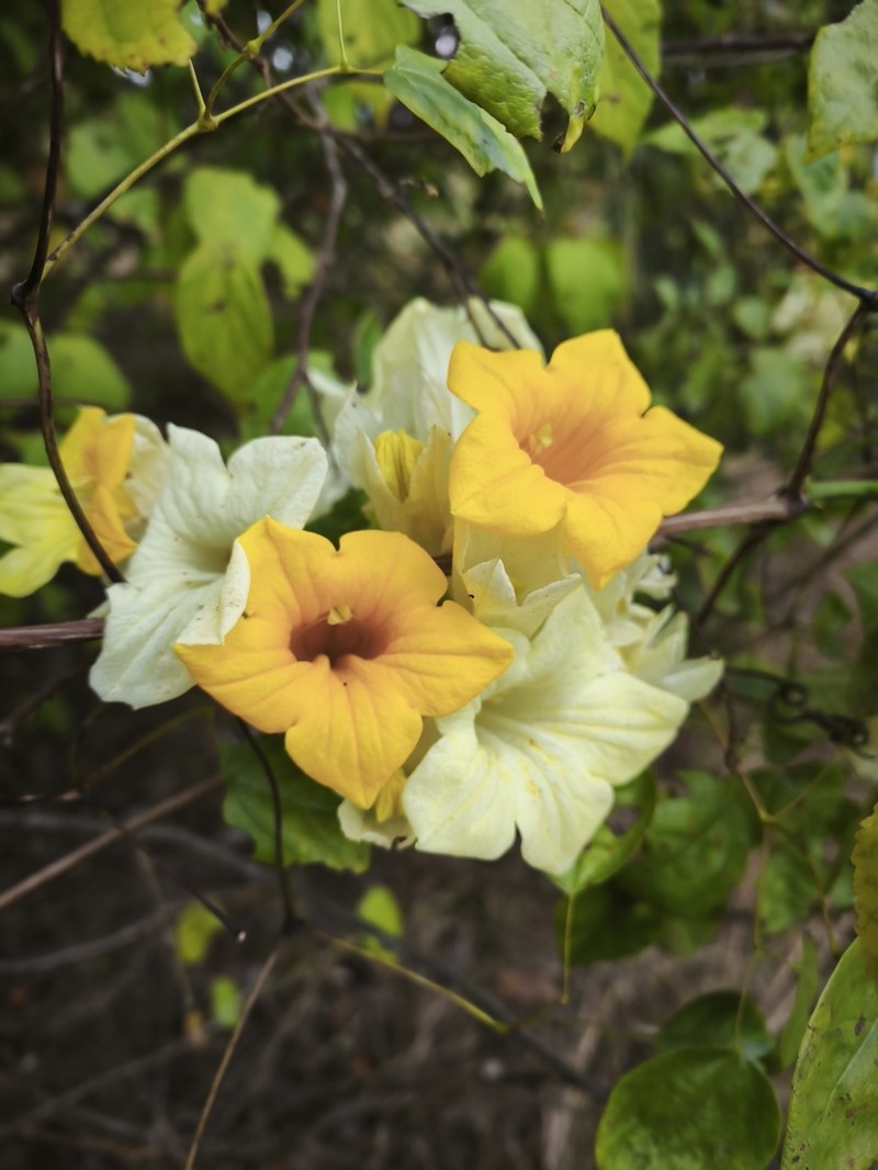 Adenocalymma alboaurantiacum photo 3