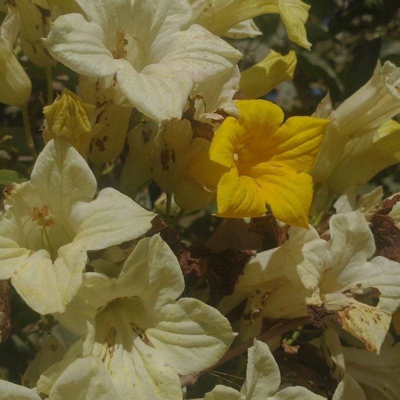 Adenocalymma alboaurantiacum photo 4