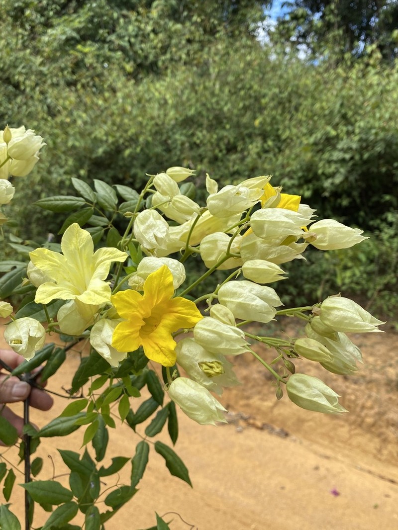 Adenocalymma alboaurantiacum photo 5