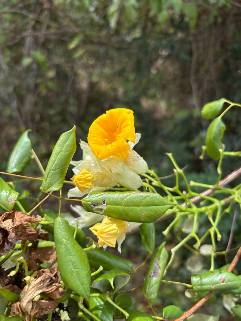Adenocalymma alboaurantiacum photo 6