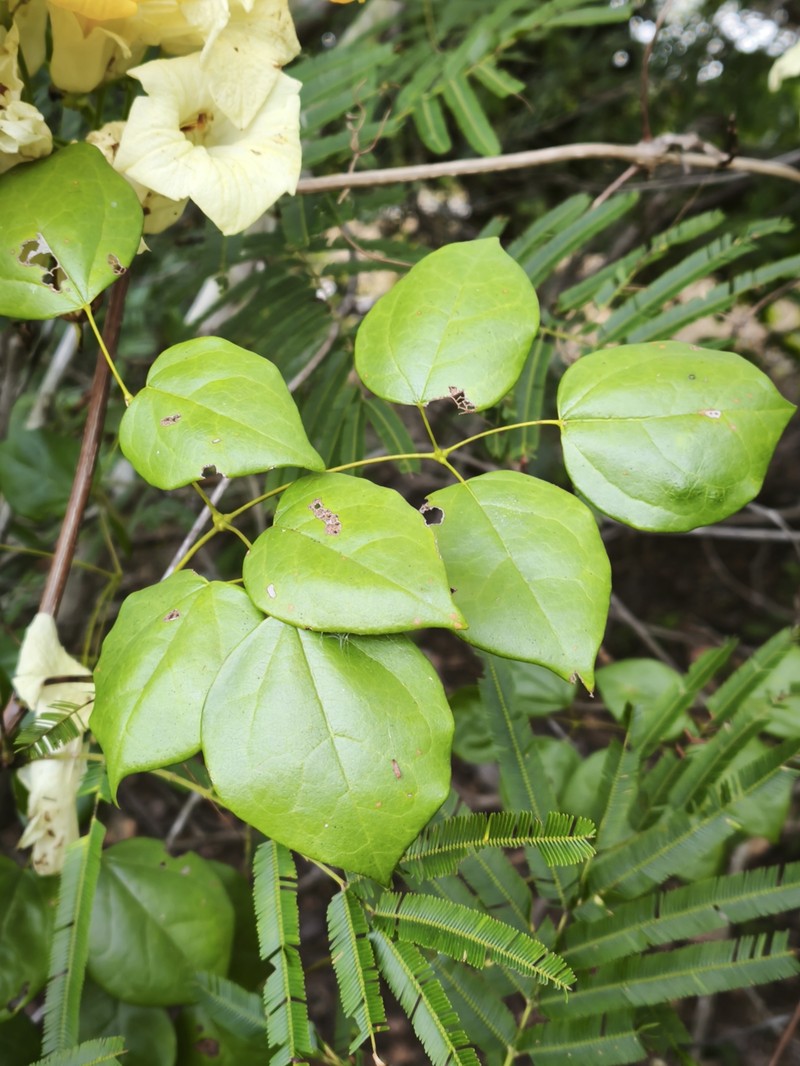 Adenocalymma alboaurantiacum photo 7