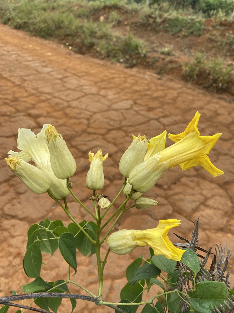 Adenocalymma alboaurantiacum photo 8