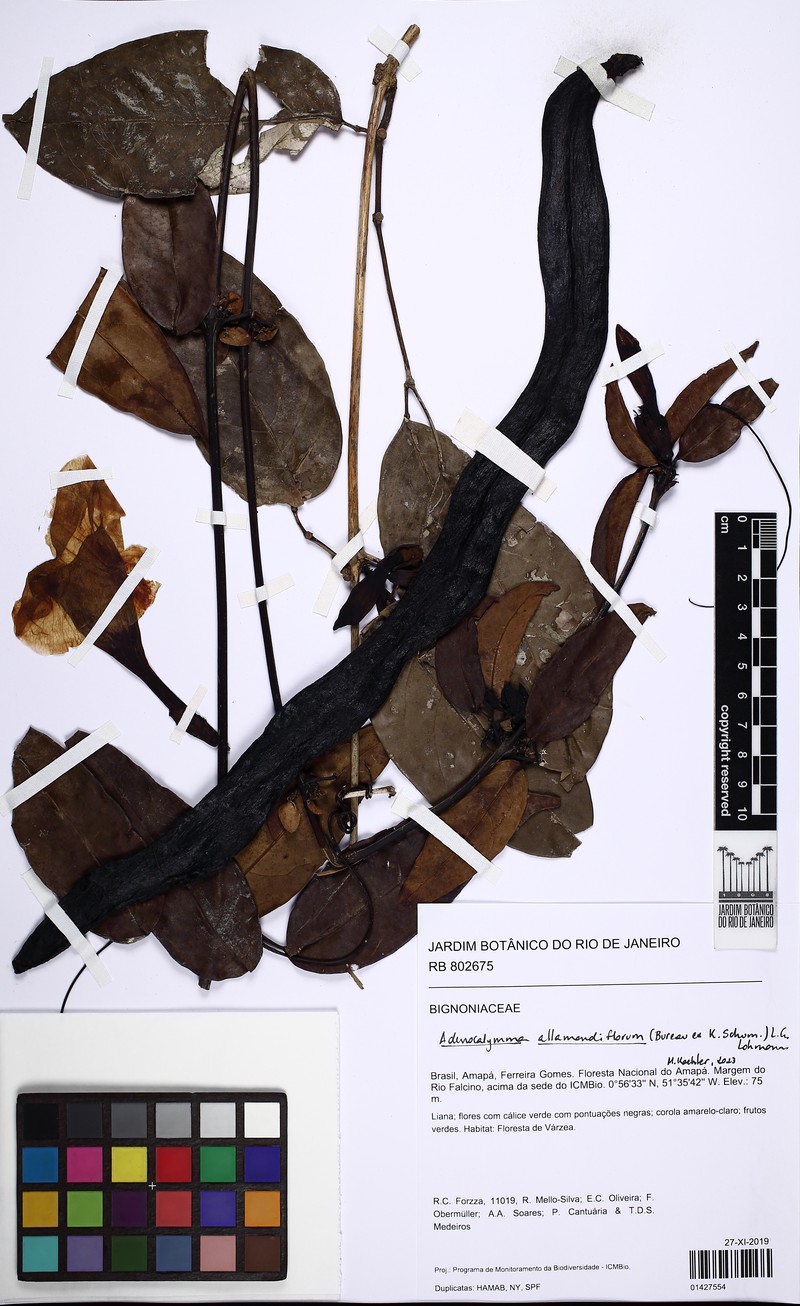 Adenocalymma allamandiflorum