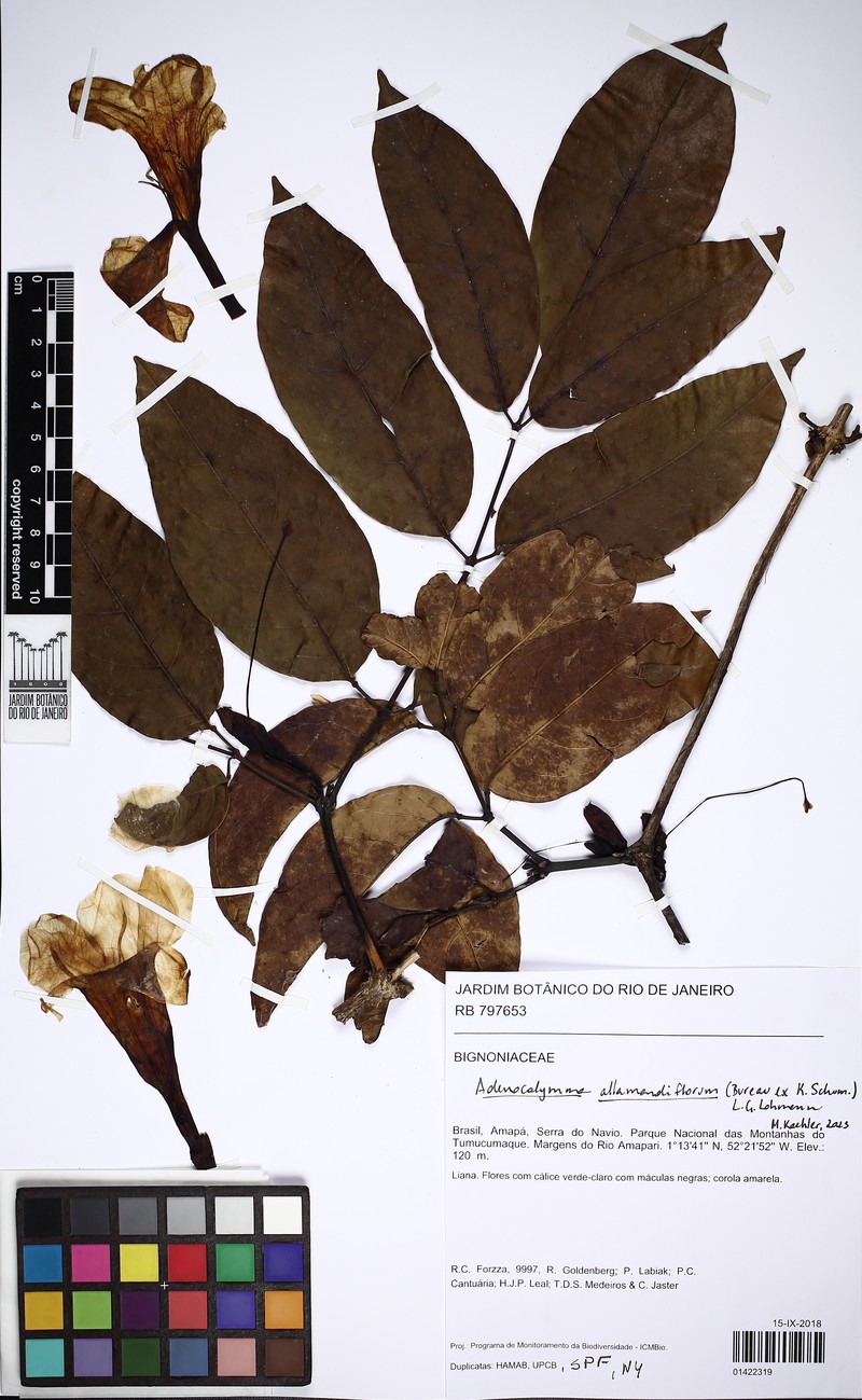 Adenocalymma allamandiflorum photo 2