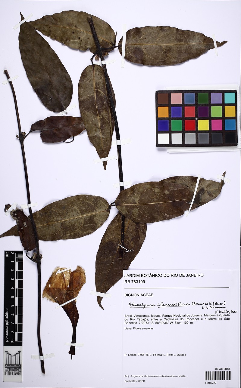 Adenocalymma allamandiflorum photo 3