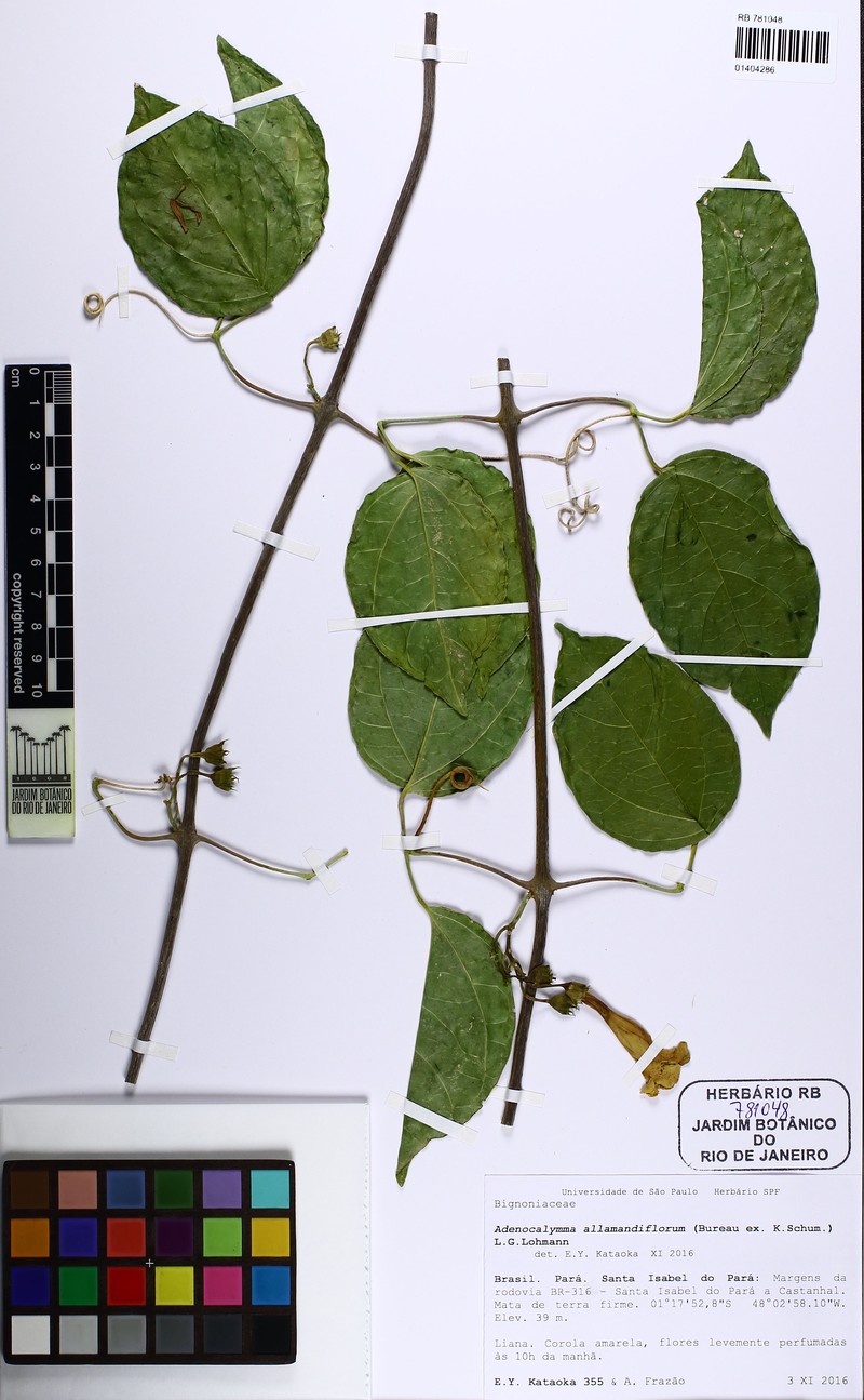 Adenocalymma allamandiflorum photo 4