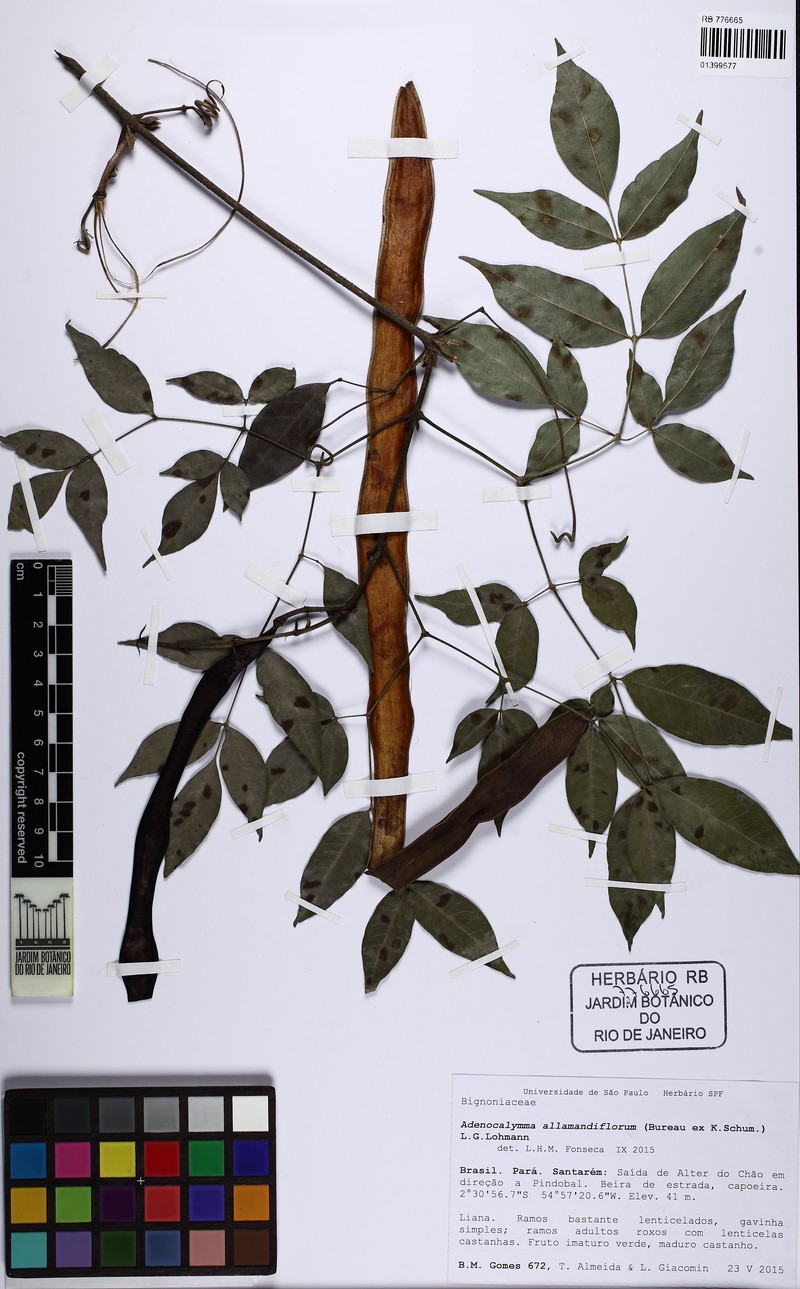 Adenocalymma allamandiflorum photo 5