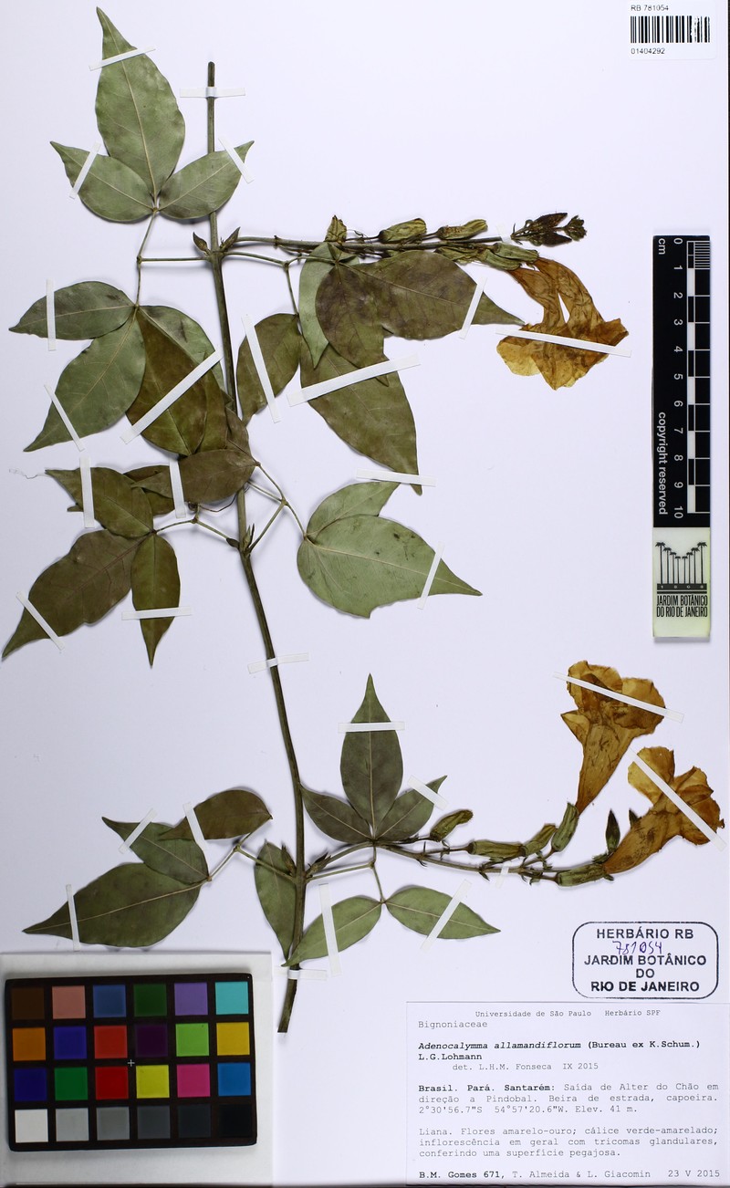 Adenocalymma allamandiflorum photo 6