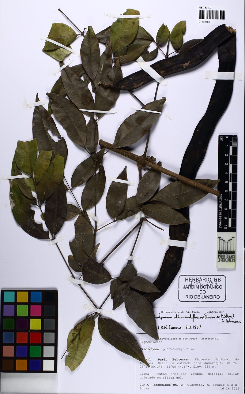 Adenocalymma allamandiflorum photo 7