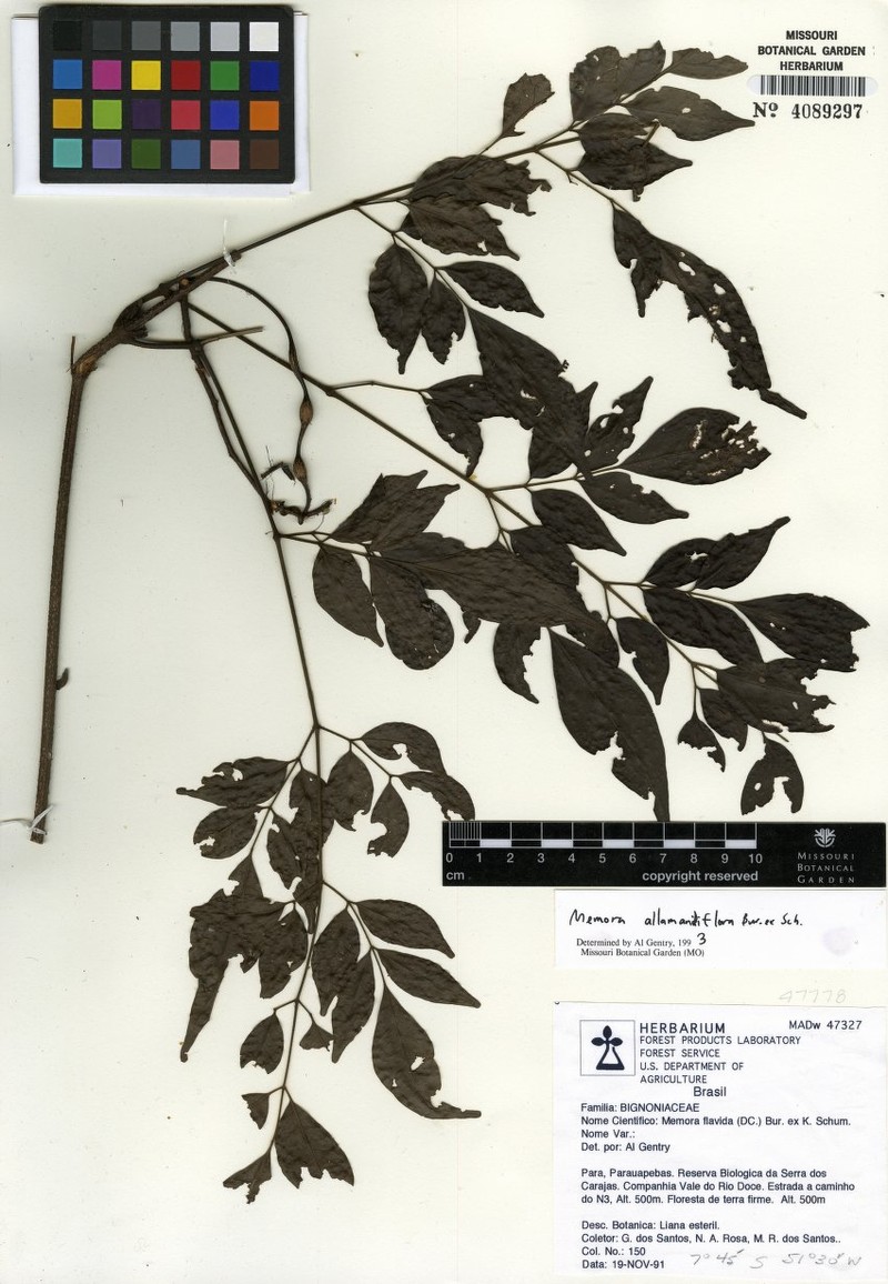Adenocalymma allamandiflorum photo 8