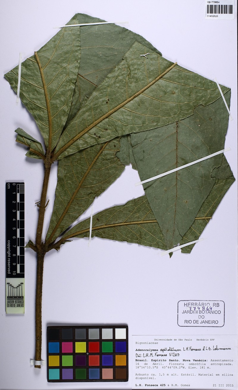 Adenocalymma apetiolatum