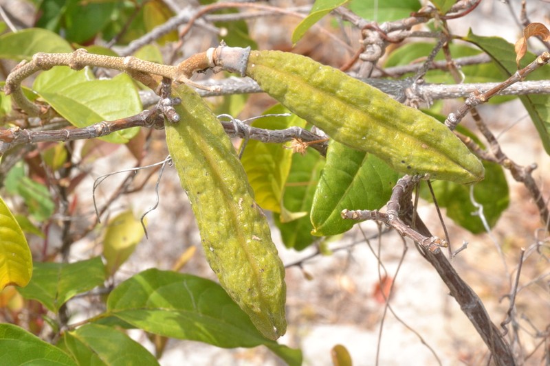 Adenocalymma apparicioanum