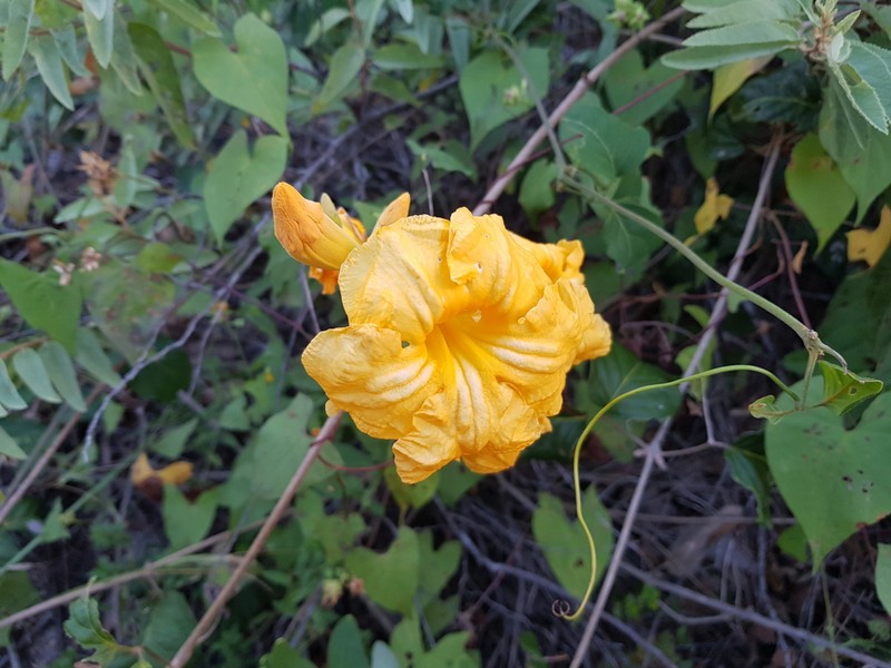 Adenocalymma apparicioanum photo 2