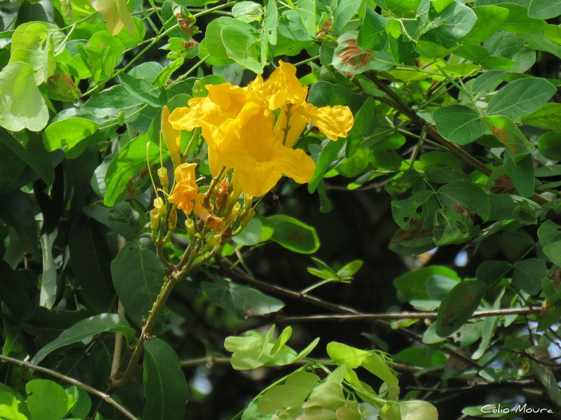 Adenocalymma apparicioanum photo 3