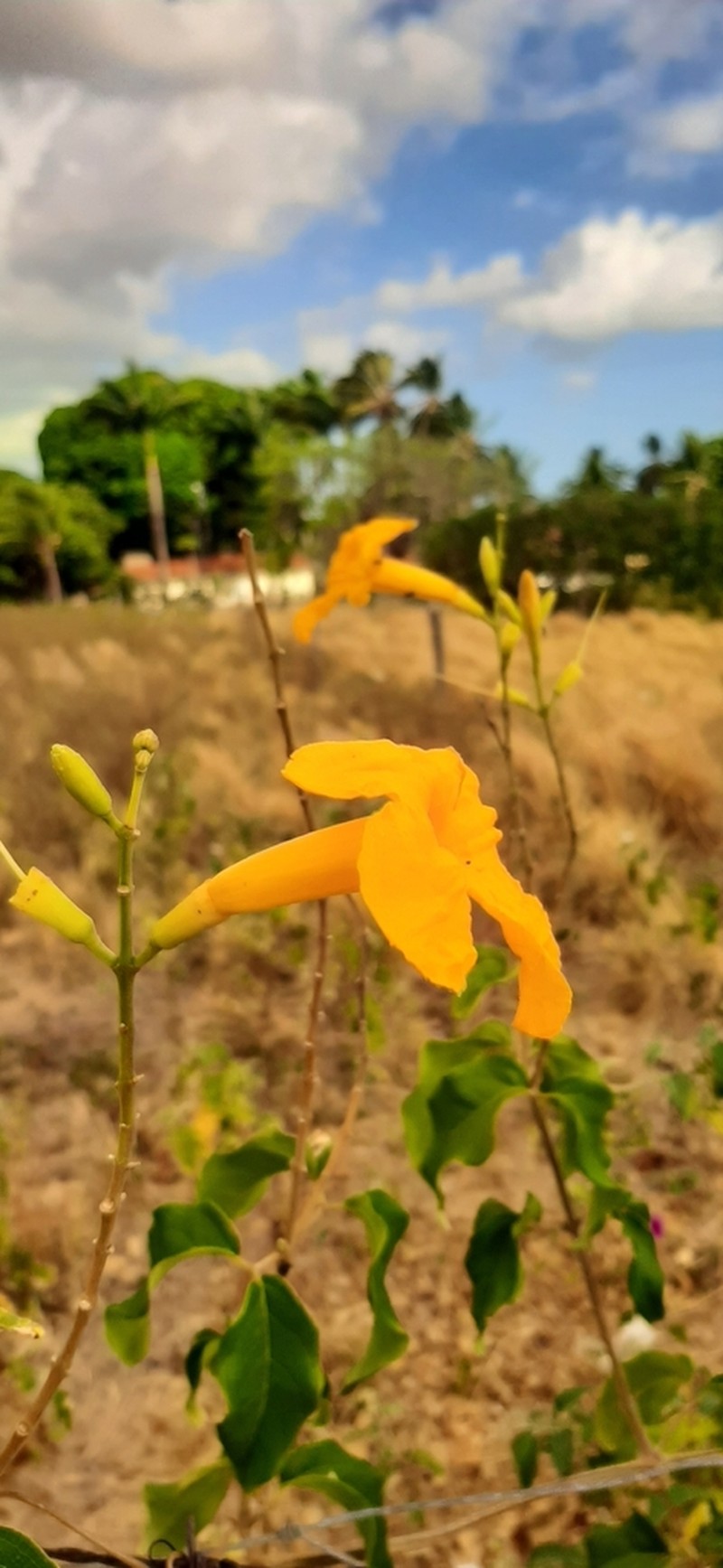 Adenocalymma apparicioanum photo 4
