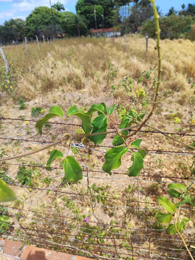 Adenocalymma apparicioanum photo 5