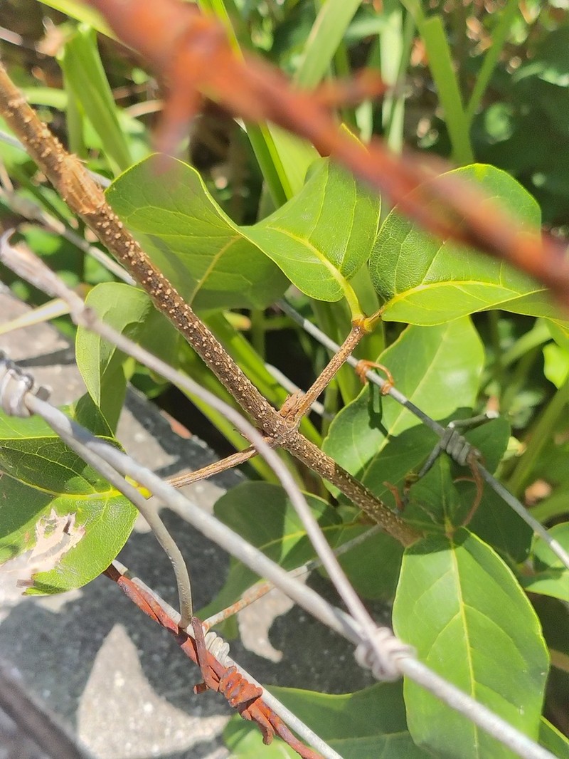 Adenocalymma apparicioanum photo 6