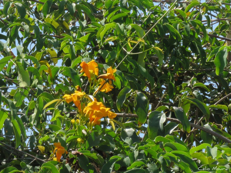 Adenocalymma apparicioanum photo 7