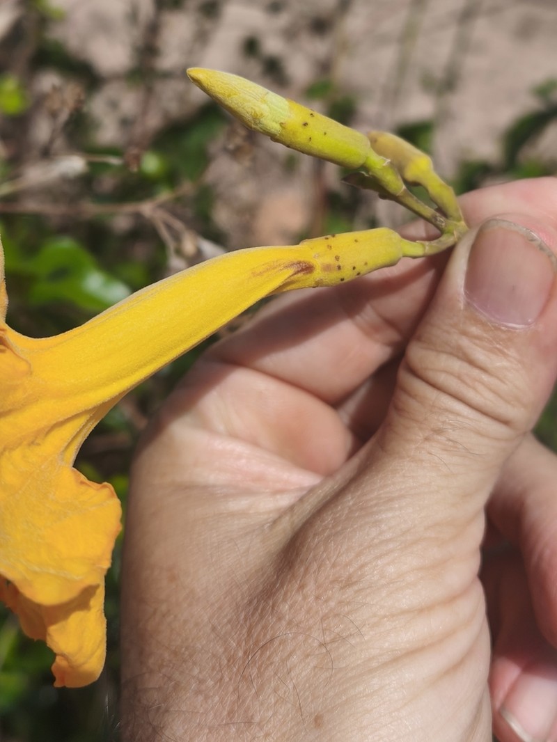 Adenocalymma apparicioanum photo 8