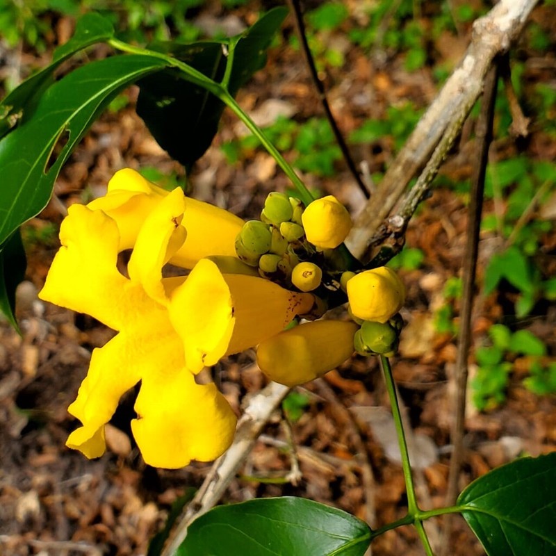 Adenocalymma apurense