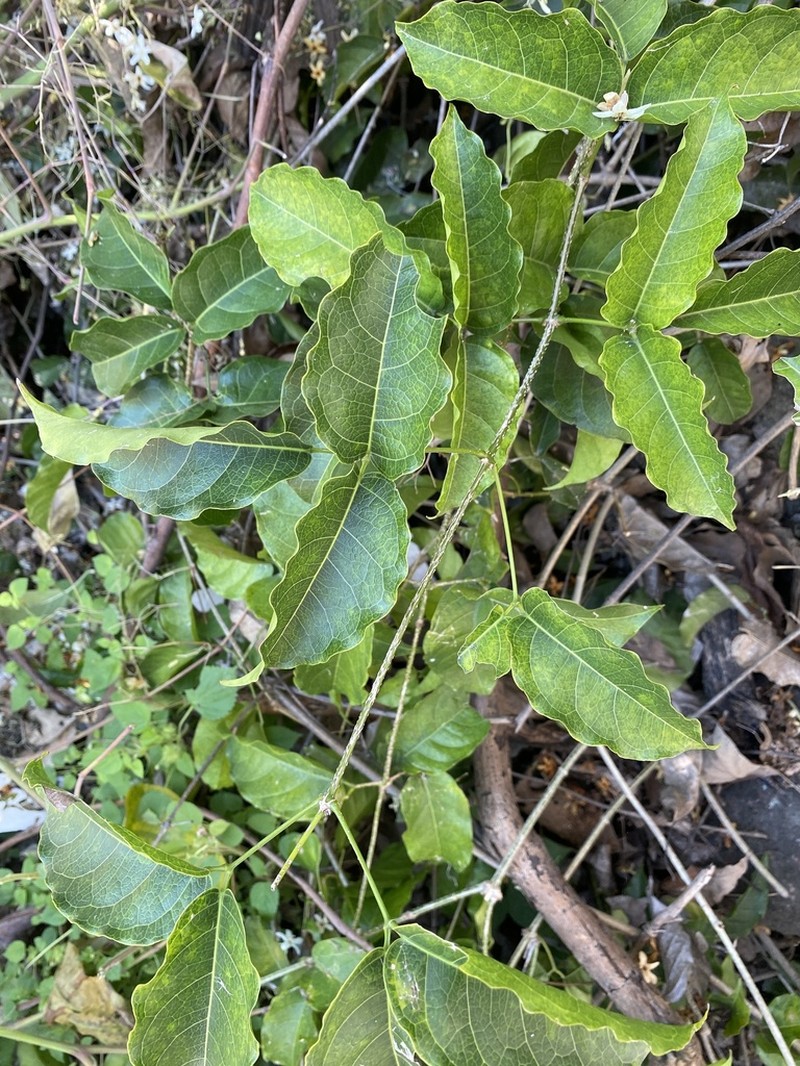 Adenocalymma apurense photo 3
