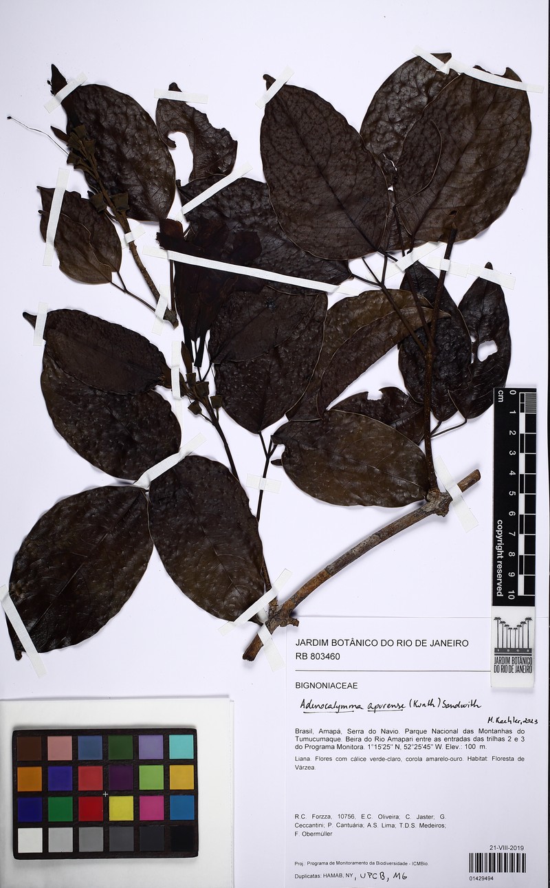 Adenocalymma apurense photo 4