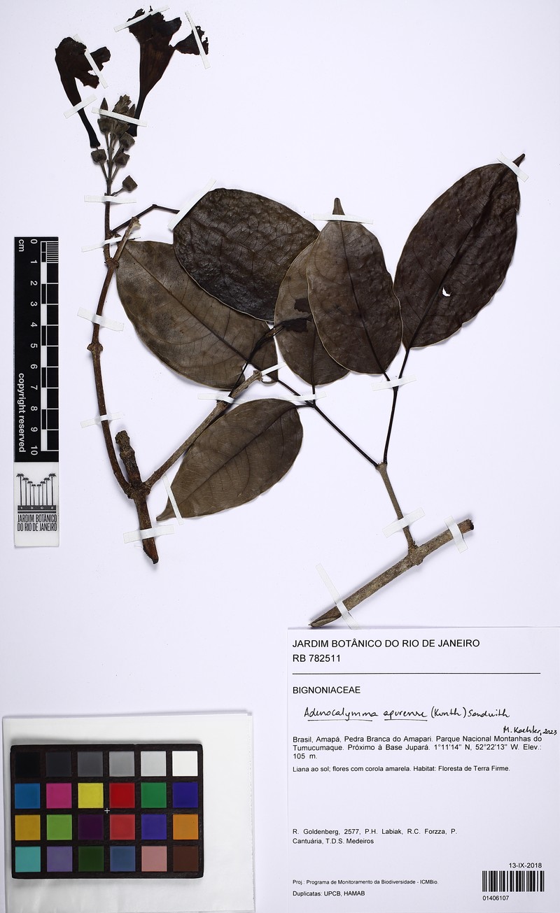 Adenocalymma apurense photo 5