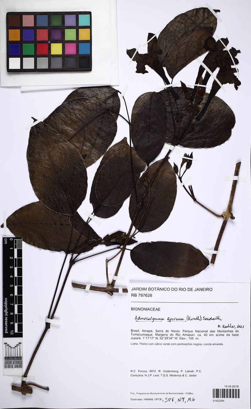 Adenocalymma apurense photo 6