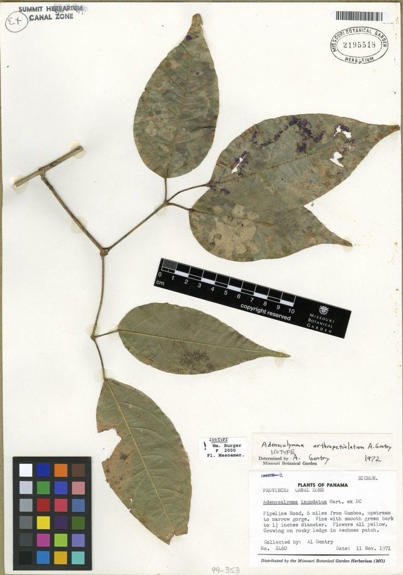 Adenocalymma arthropetiolatum