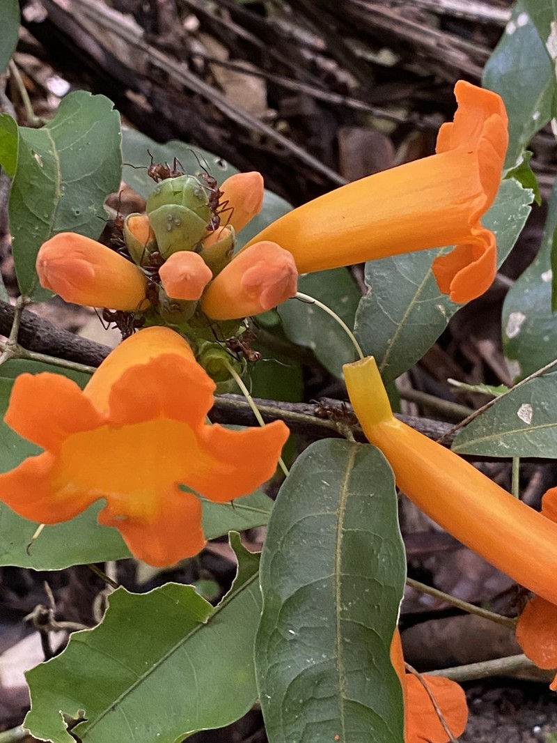 Adenocalymma aurantiacum