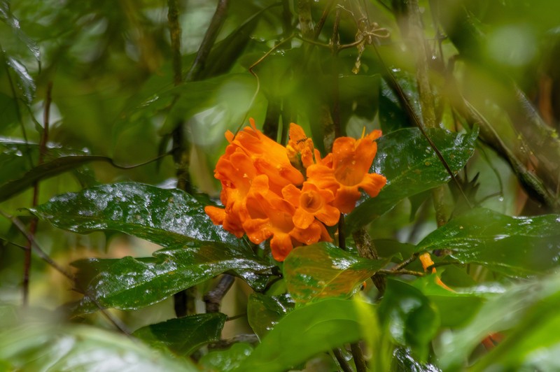 Adenocalymma aurantiacum photo 2