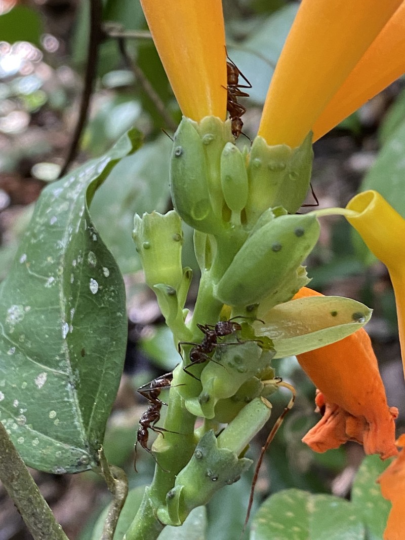 Adenocalymma aurantiacum photo 3