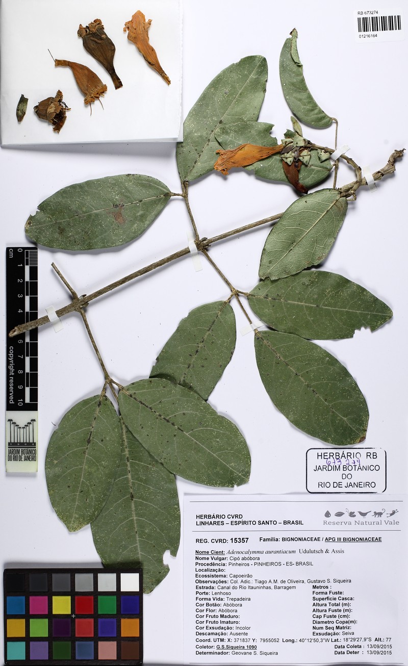 Adenocalymma aurantiacum photo 4