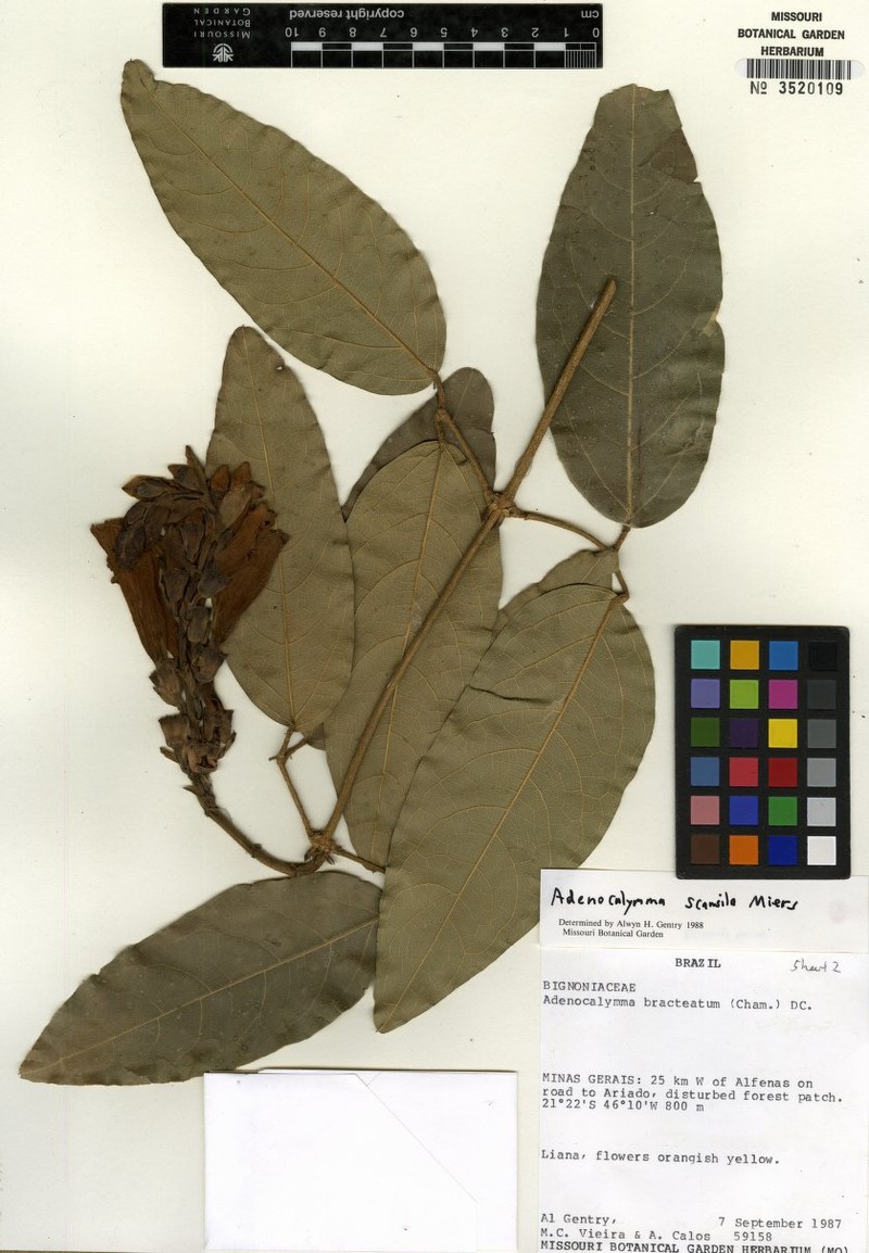 Adenocalymma aurantiacum photo 5