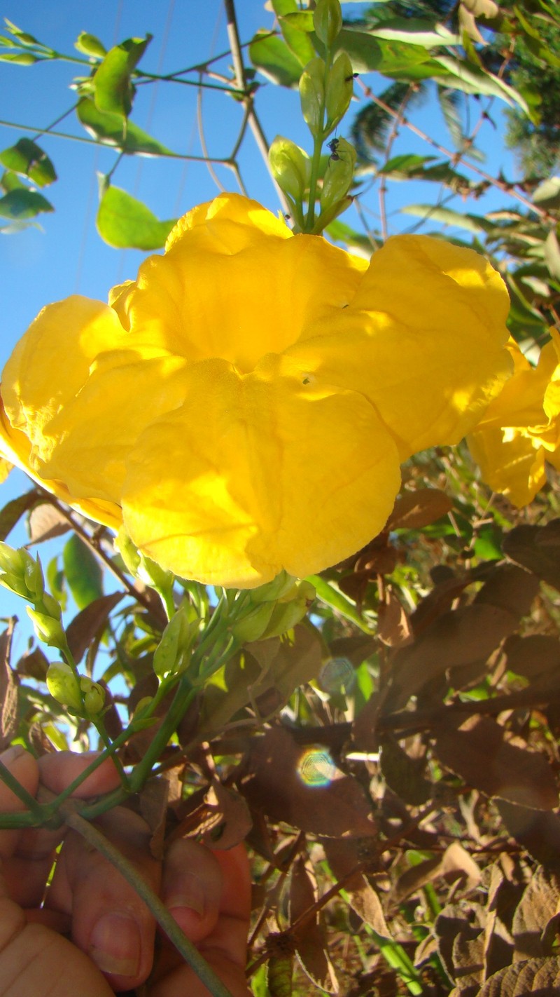 Adenocalymma biternatum photo 2