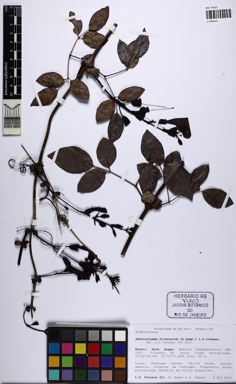 Adenocalymma biternatum photo 3