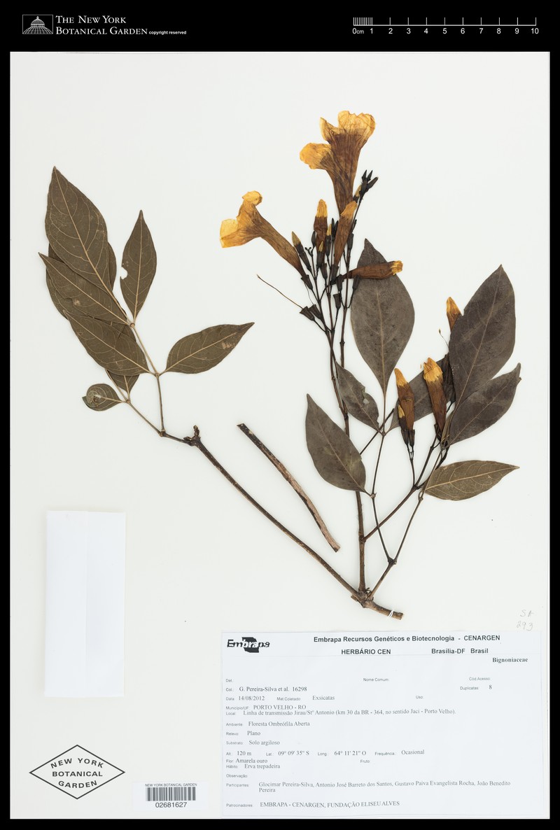 Adenocalymma biternatum photo 4