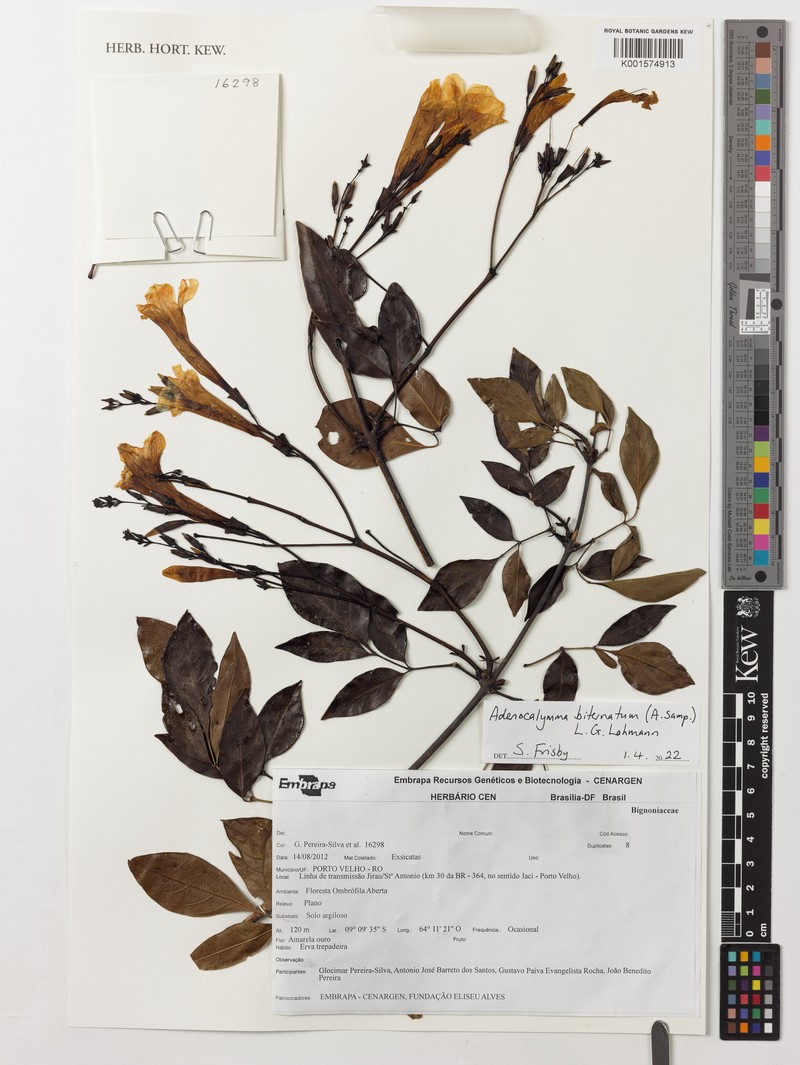 Adenocalymma biternatum photo 5