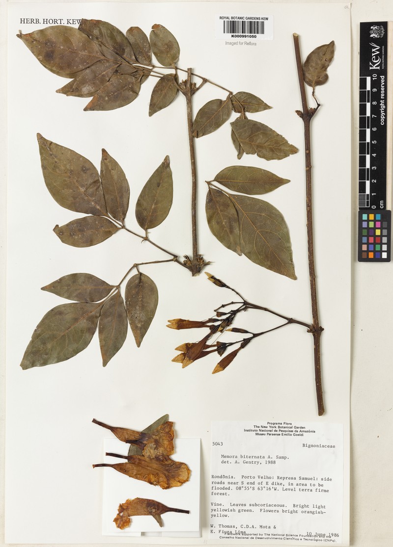 Adenocalymma biternatum photo 6