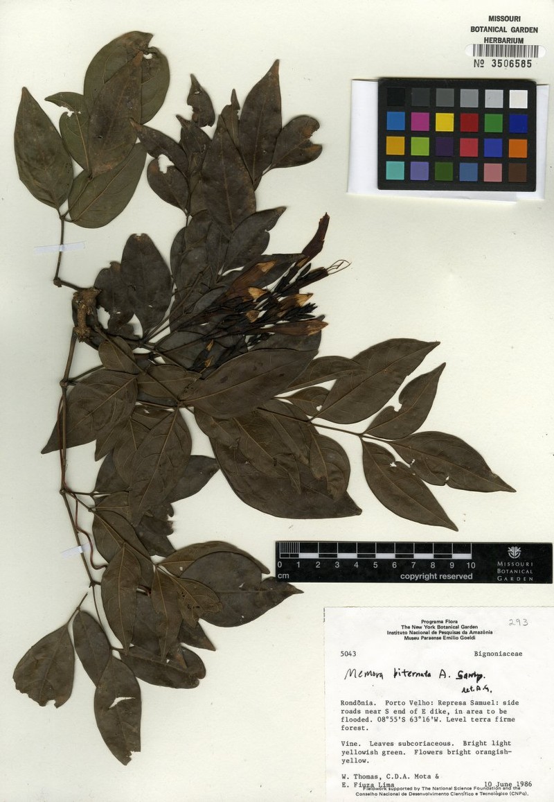 Adenocalymma biternatum photo 7