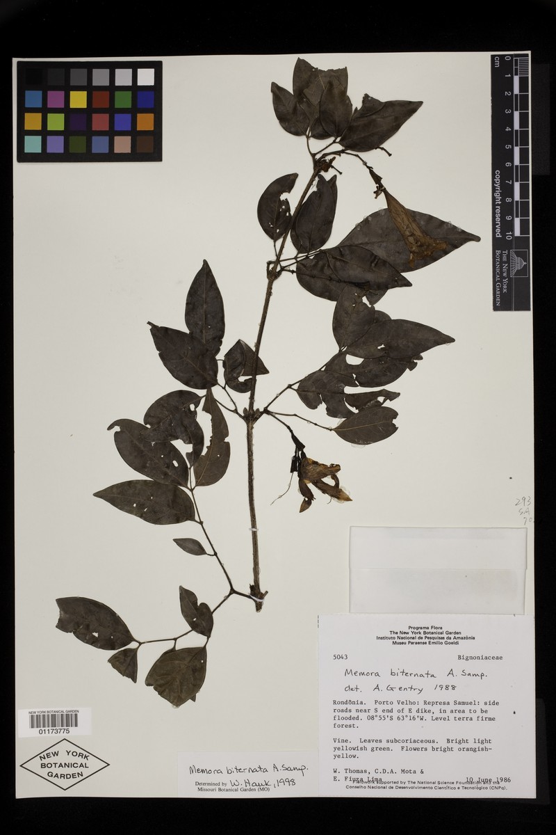 Adenocalymma biternatum photo 8
