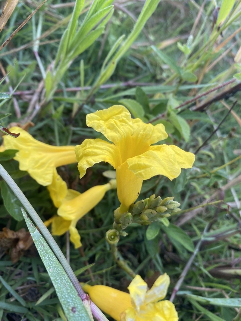 Adenocalymma bracteatum photo 2