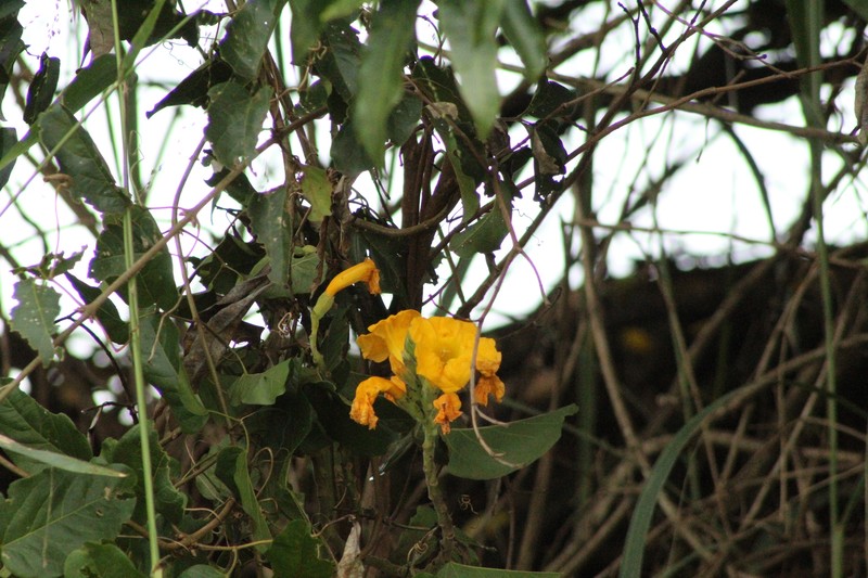 Adenocalymma bracteatum photo 4