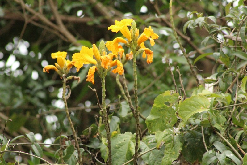 Adenocalymma bracteatum photo 5