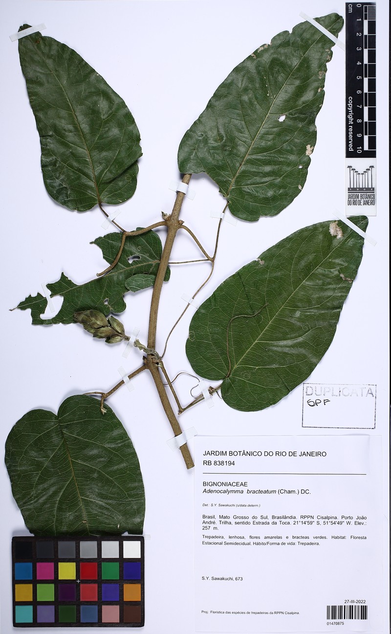 Adenocalymma bracteatum photo 7