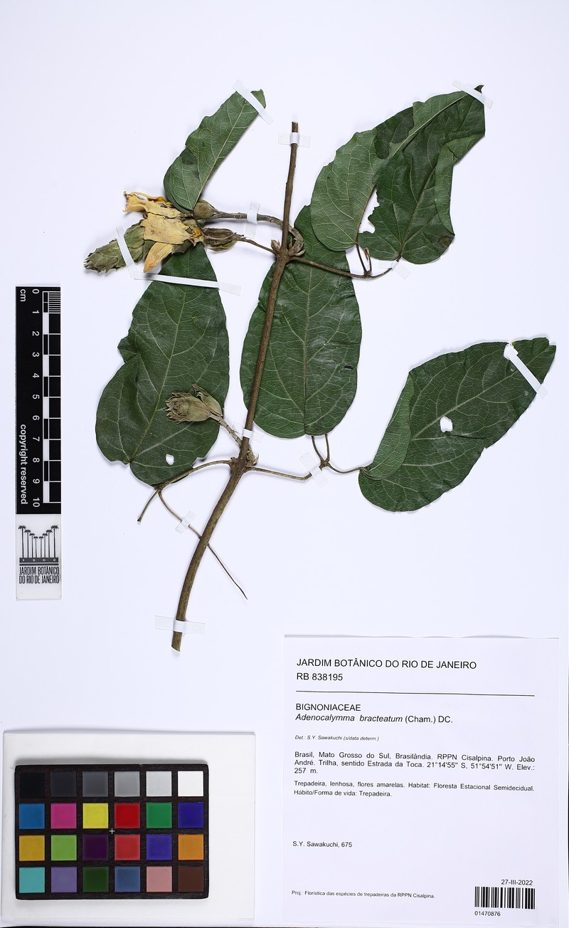 Adenocalymma bracteatum photo 8