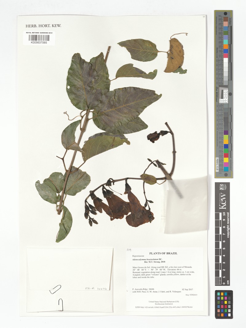 Adenocalymma bracteolatum